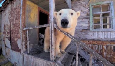 Polar bears occupy abandoned Soviet-era research station - BBC