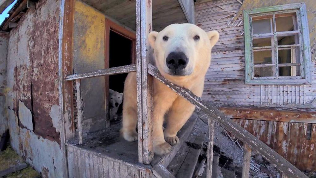 Polar bears occupy abandoned Soviet-era research station - BBC
