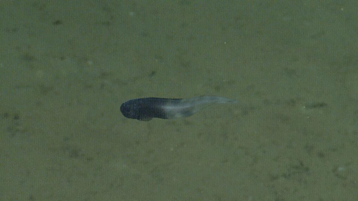 Many deep-sea snailfishes are hard to identify from video alone. MBARI researchers have observed the snailfish shown in this image, which appears to be the newly described slender snailfish (Paraliparis em), but without collecting a specimen for closer analysis, we cannot be sure.