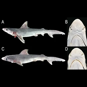 Carcharhinus plumbeus from Western Visayas, Philippines, UPVMI 3119, 391 mm TL (A body in lateral view B oronasal region); UPVMI 3120, 363 mm TL (C body in lateral view D oronasal region). Credit: Pensoft