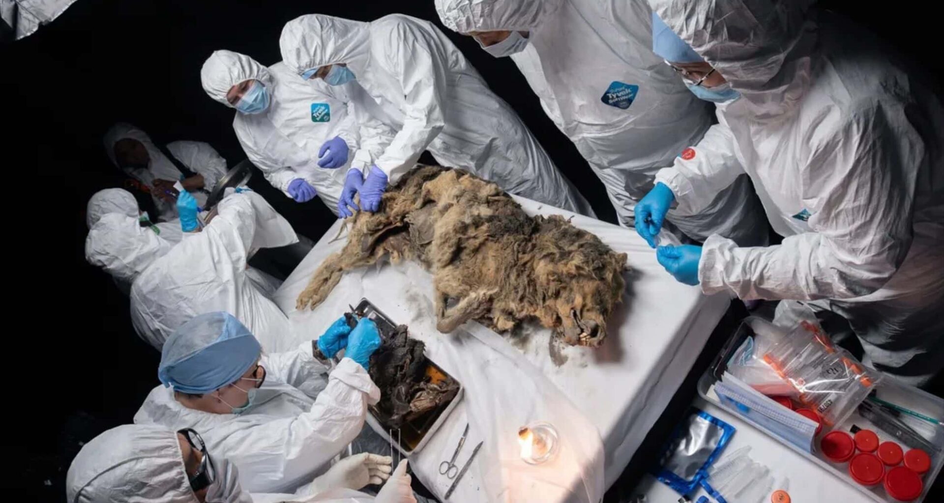 Scientists Uncover 44,000 Year Old Wolf Preserved In Siberian Permafrost