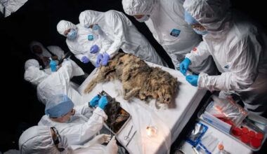 Scientists Uncover 44,000 Year Old Wolf Preserved In Siberian Permafrost