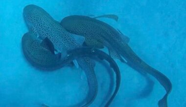 Three leopard sharks in rare mating sequence