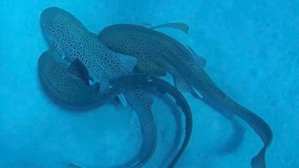 Three leopard sharks in rare mating sequence