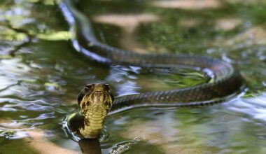 5 Most Snake-Filled Bodies Of Water In Texas