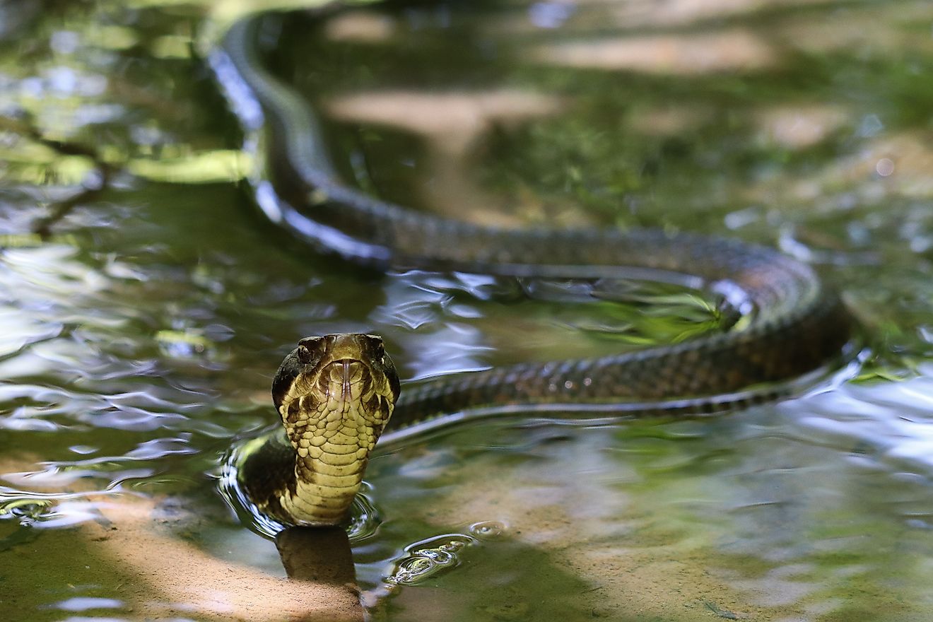 5 Most Snake-Filled Bodies Of Water In Texas