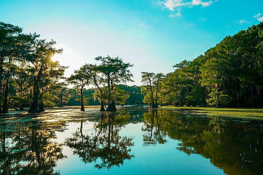  Reflective view of bald cypress trees at Caddo Lake near Uncertain, Texas.