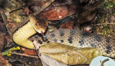 5 Most Snake-Filled Bodies Of Water In Queensland