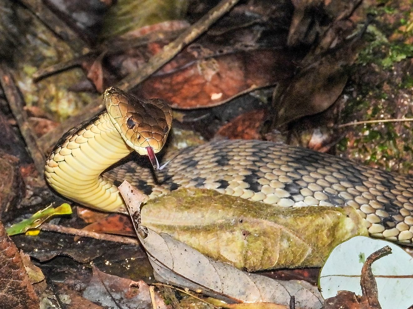 5 Most Snake-Filled Bodies Of Water In Queensland