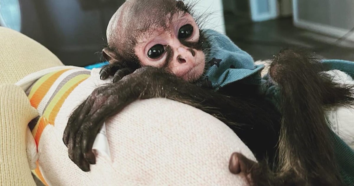 Court to decide fate of Abu the spider monkey amid safety, legal concerns