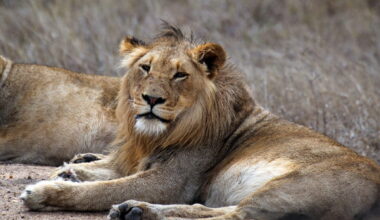 Lions in South Africa. Photo by Rhett Ayers Butler
