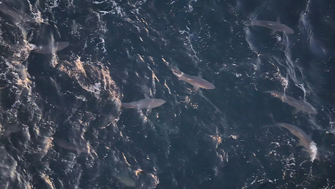 This image from drone video shows hundreds of spinner sharks swimming off the coast of Long Island on Sept. 18.