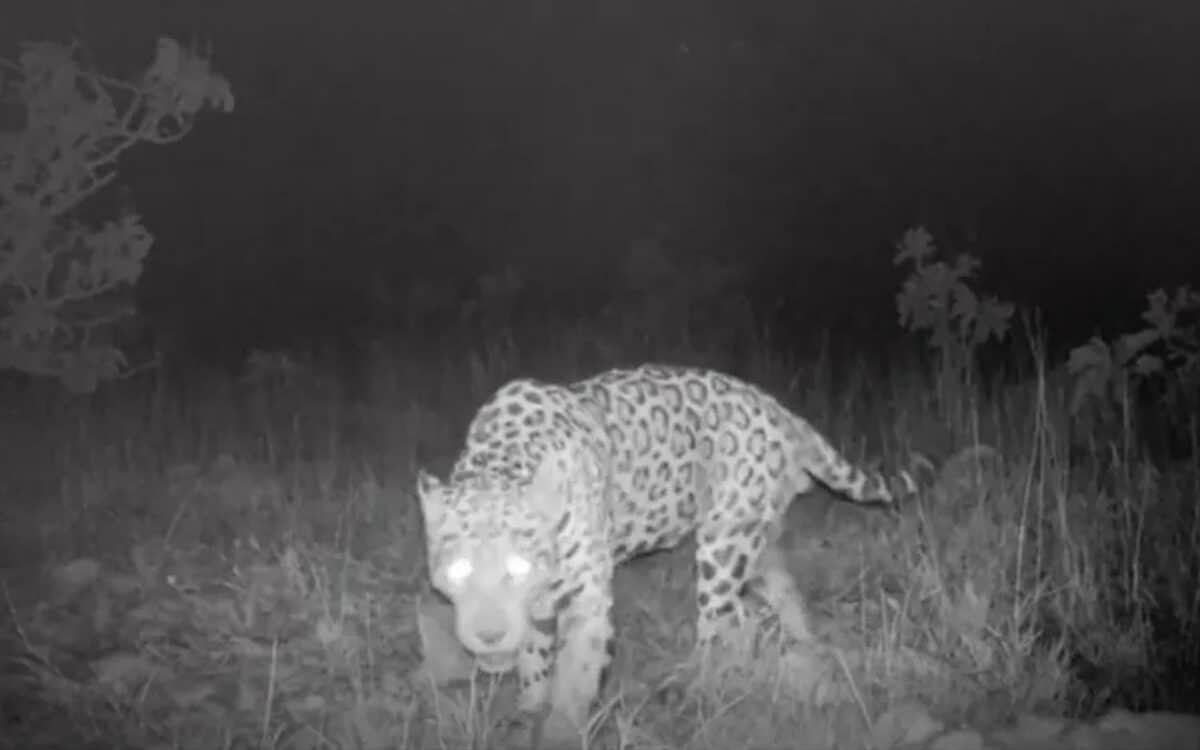 The Jaguar Was Filmed With A Camera Trap On A Small Island In An Artificial Lake Created By The Serra Da Mesa Hydroelectric Power Dam. (image Credit Gabriel Caputo)