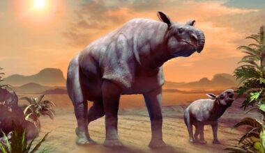 The Largest Land Mammal Ever To Walk The Earth Meet Paraceratherium, The Giant Rhino That Dwarfed Elephants