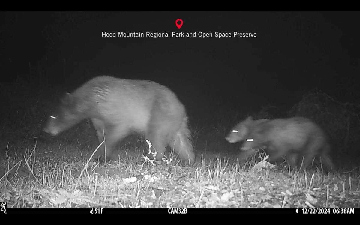 This Screenshot From A Trail Camera Video Shows Black Bear Cubs Following Their Mother Through Hood Mountain Regional Park In Santa Rosa