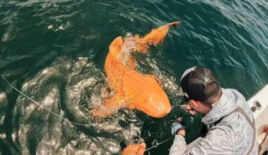 Garvin Watson, fisherman-“That orange shark that glowed in the sunlight was something out of the ordinary, we didn't know it would become a worldwide discovery”
