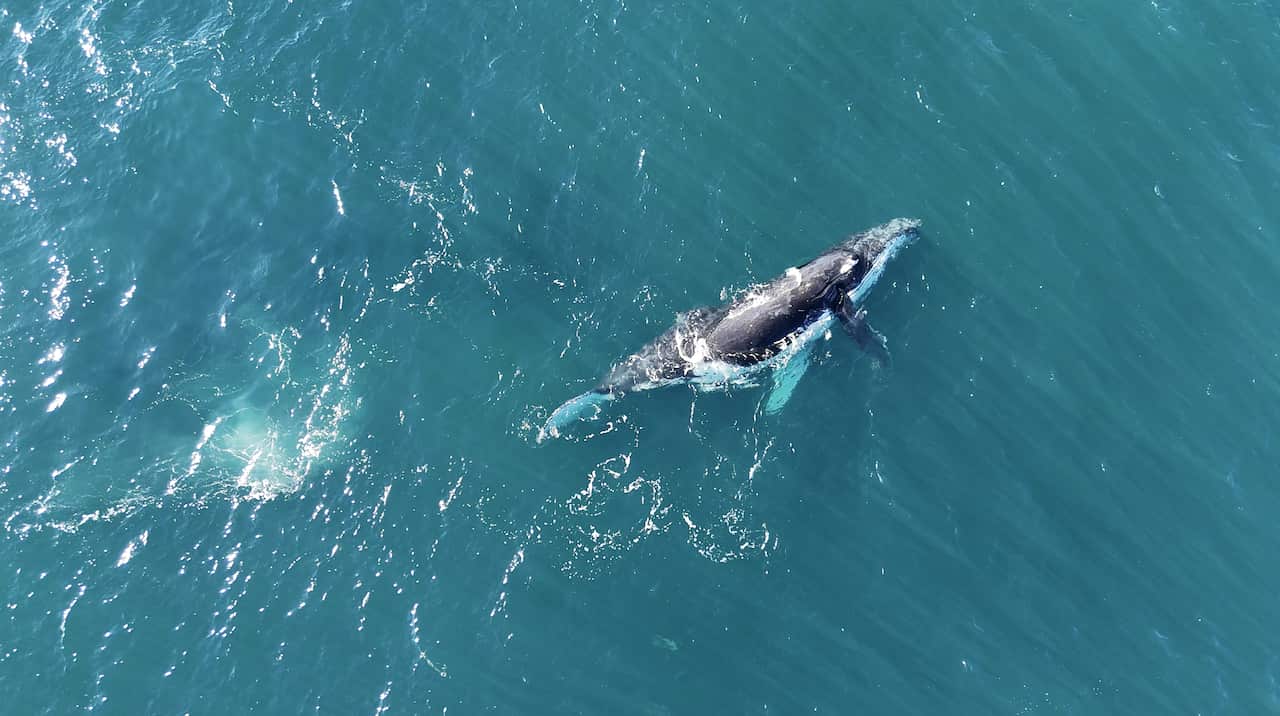 An aerial shot of a large humpback whale in jelly blue ocean waters.