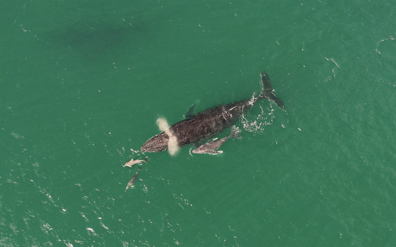 An aerial shot of a humpback whale with a calf and dolphins in the ocean.