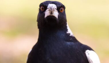 A close up of an Australian magpie.