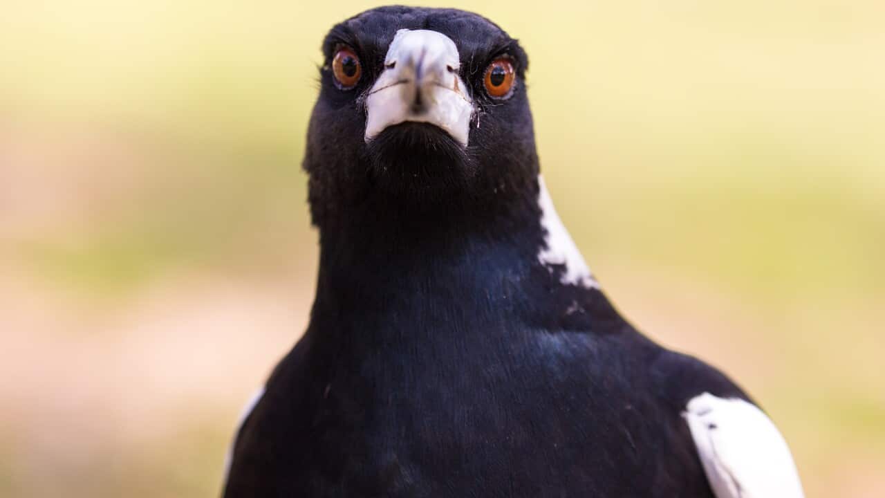 A close up of an Australian magpie.