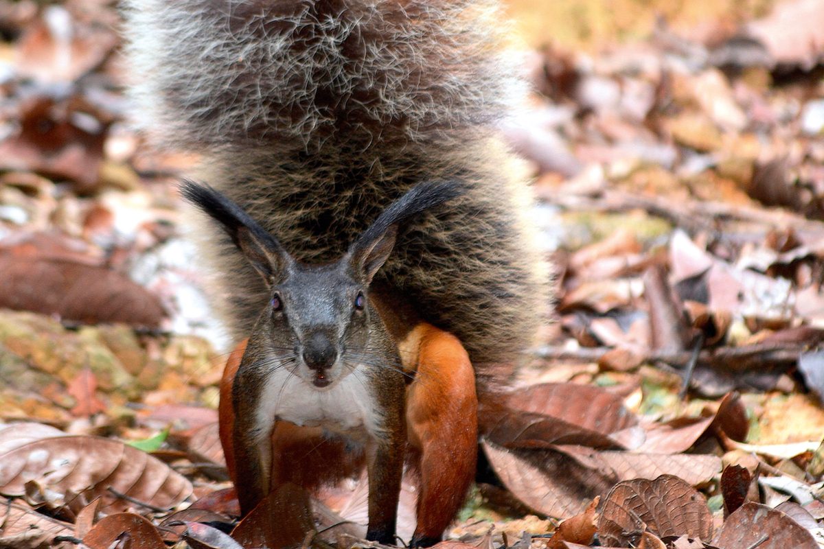 The truth about Borneo's 'vampire squirrel' - and its massive tail