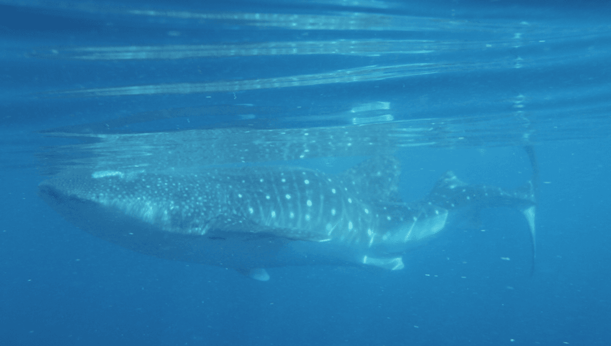 First-Ever Whale Shark With Severe Kyphoscoliosis Seen In Gulf Of Mexico