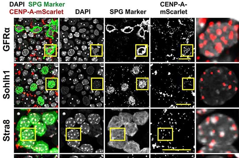 Representative immunofluorescence images of whole-mount CenpamScarlet/+ tubules with various germ cell markers (n = 200 cells per cell type; n = 3 mice; scale bar: 20 μm). Credit: Developmental Cell (2025). DOI: 10.1016/j.devcel.2025.08.017 When mom and dad's DNA don't match up, the embryo finds a way