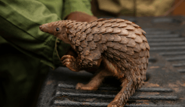 White-Bellied Pangolin Has One Of The Largest Genomes Of Any Mammal, With 114 Chromosomes