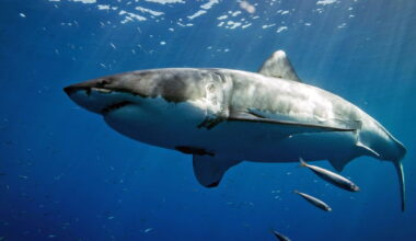 Alisha’s dorsal photograph during her initial tagging in May 2012 in Gansbaai, South Africa.