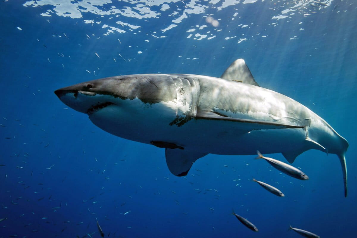 Alisha’s dorsal photograph during her initial tagging in May 2012 in Gansbaai, South Africa.