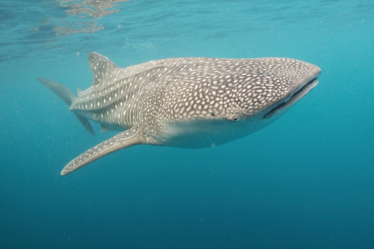 Study spotlights West Papua habitat as whale sharks face increased pressures