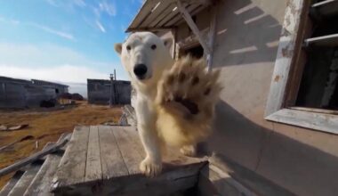 Polar bears' takeover: Snuggling into abandoned research station for shelter - news.cgtn.com