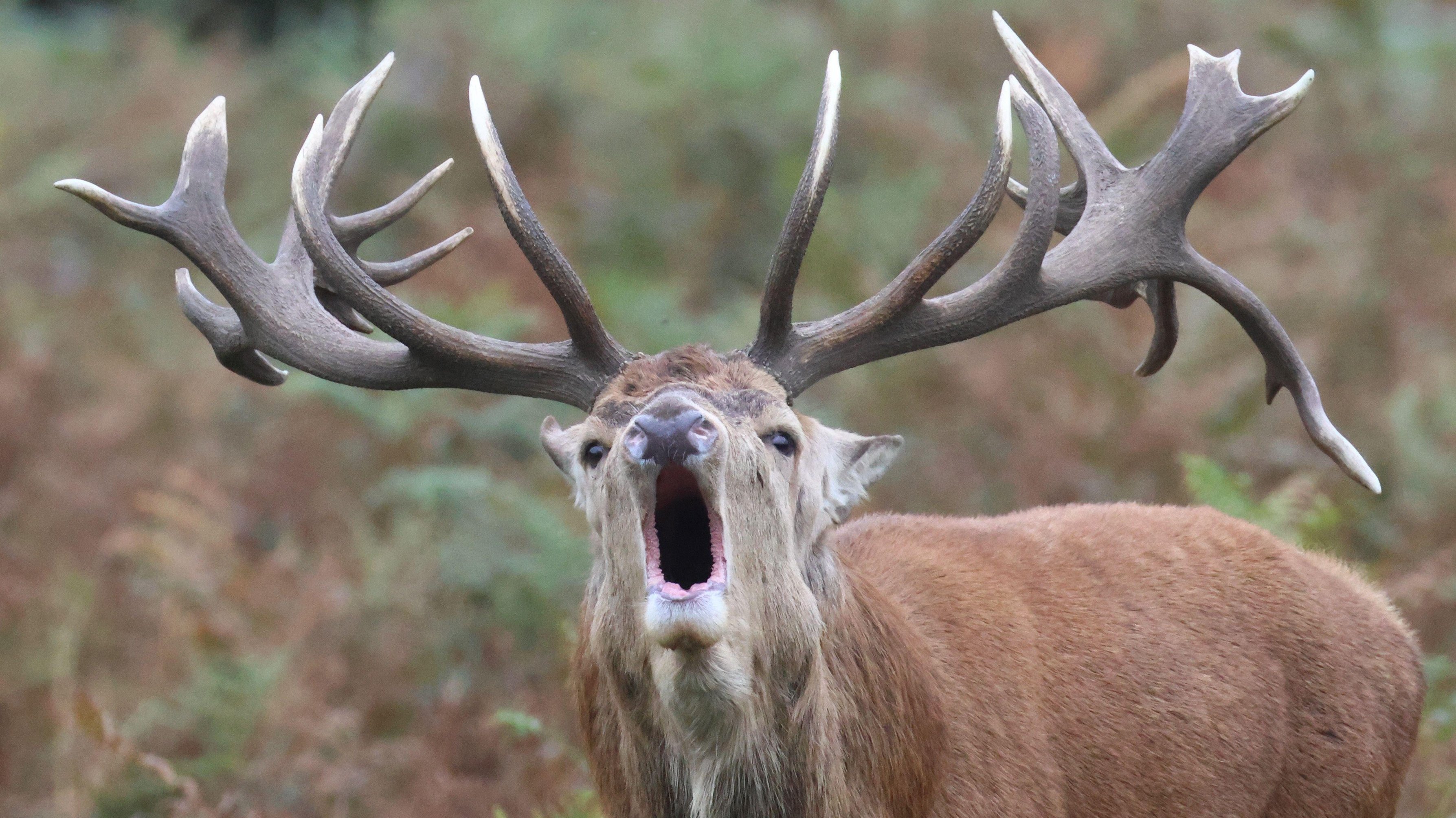 A red deer at London’s Bushy Park — and other news in pictures