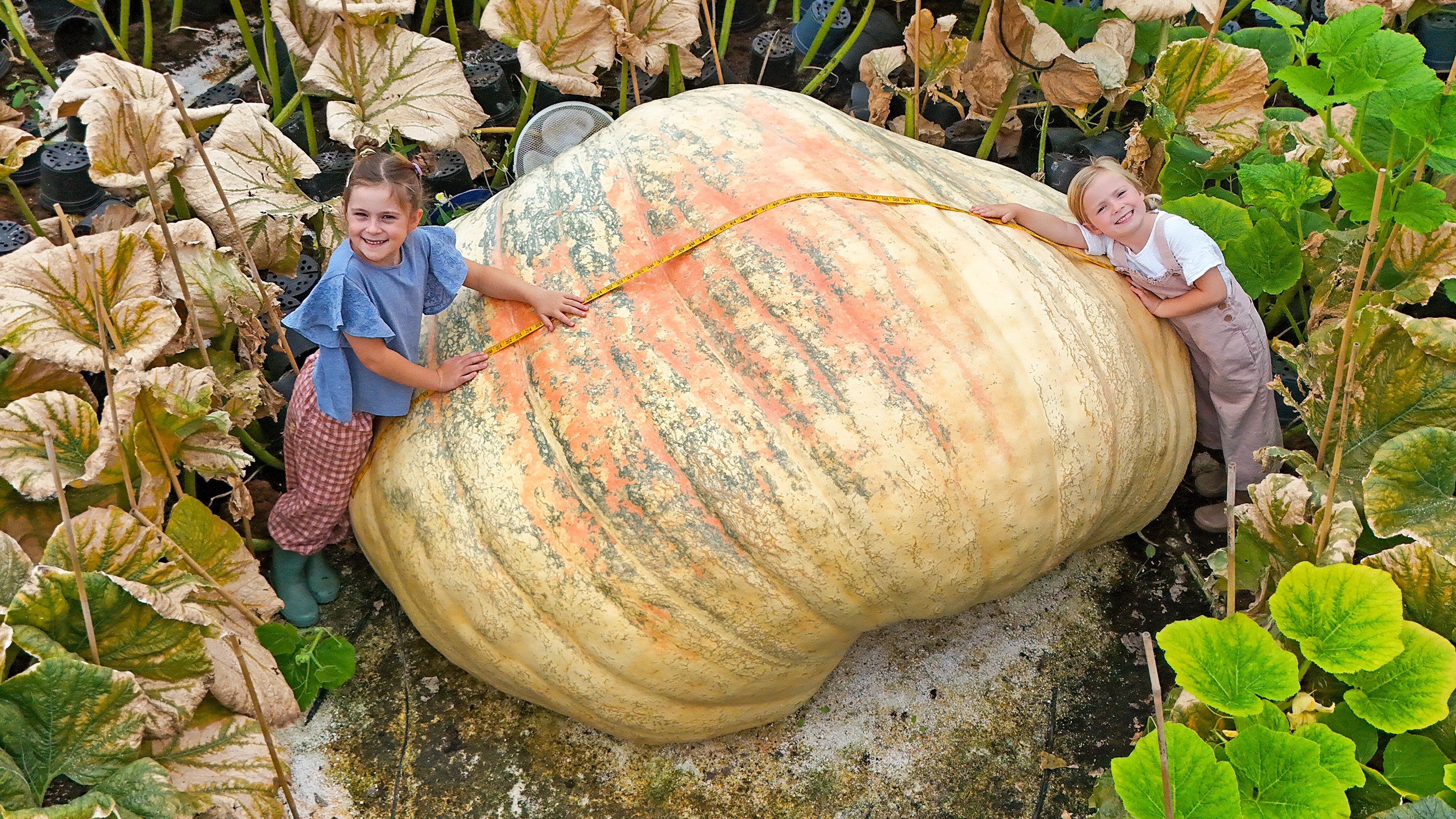 A record-breaking 20ft pumpkin — and other news in pictures
