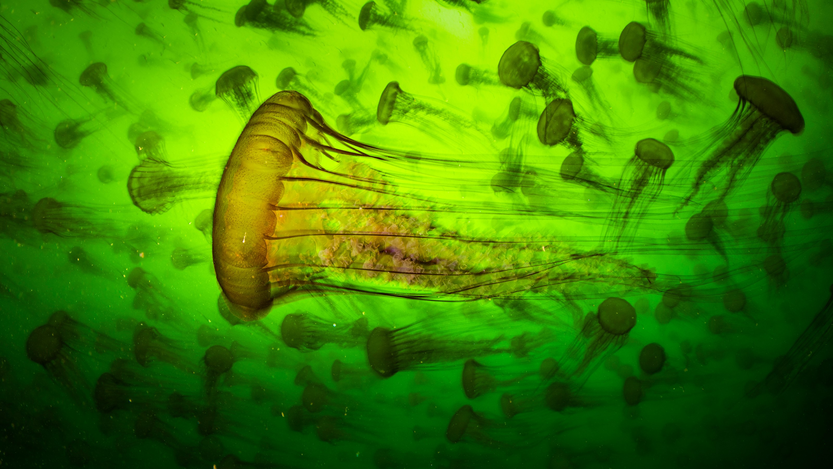 Wildlife Photographer of the Year — our favourite images from the finalists