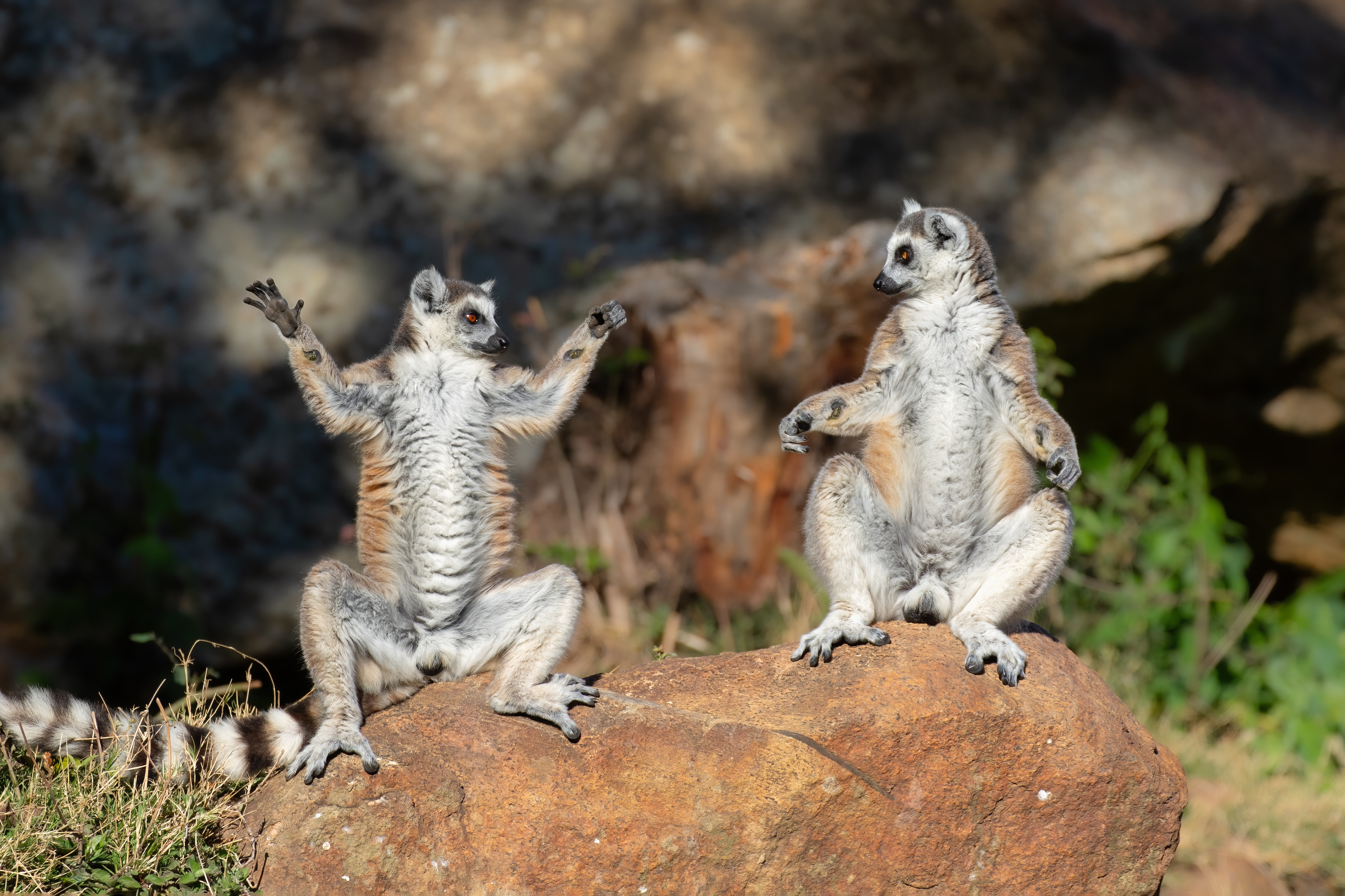 Two lemurs in a yoga pose on a rock.