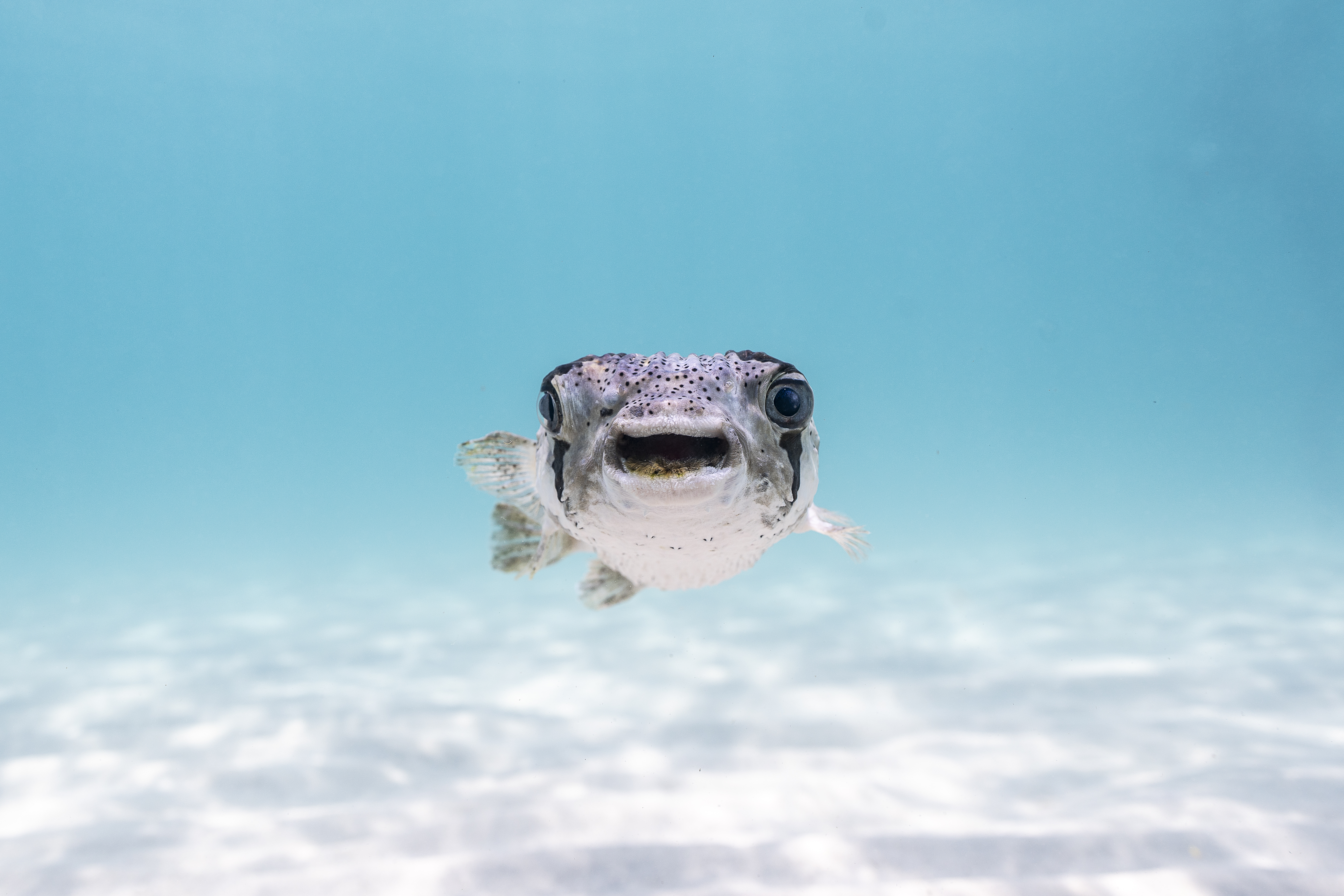 A puffer fish underwater with an open mouth.
