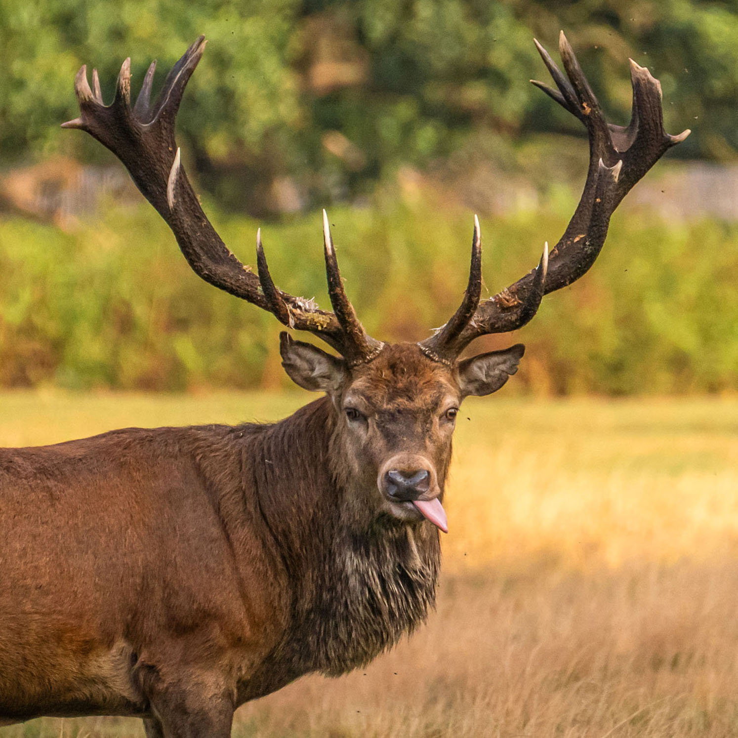 Delightful photographs capture deer during rutting season