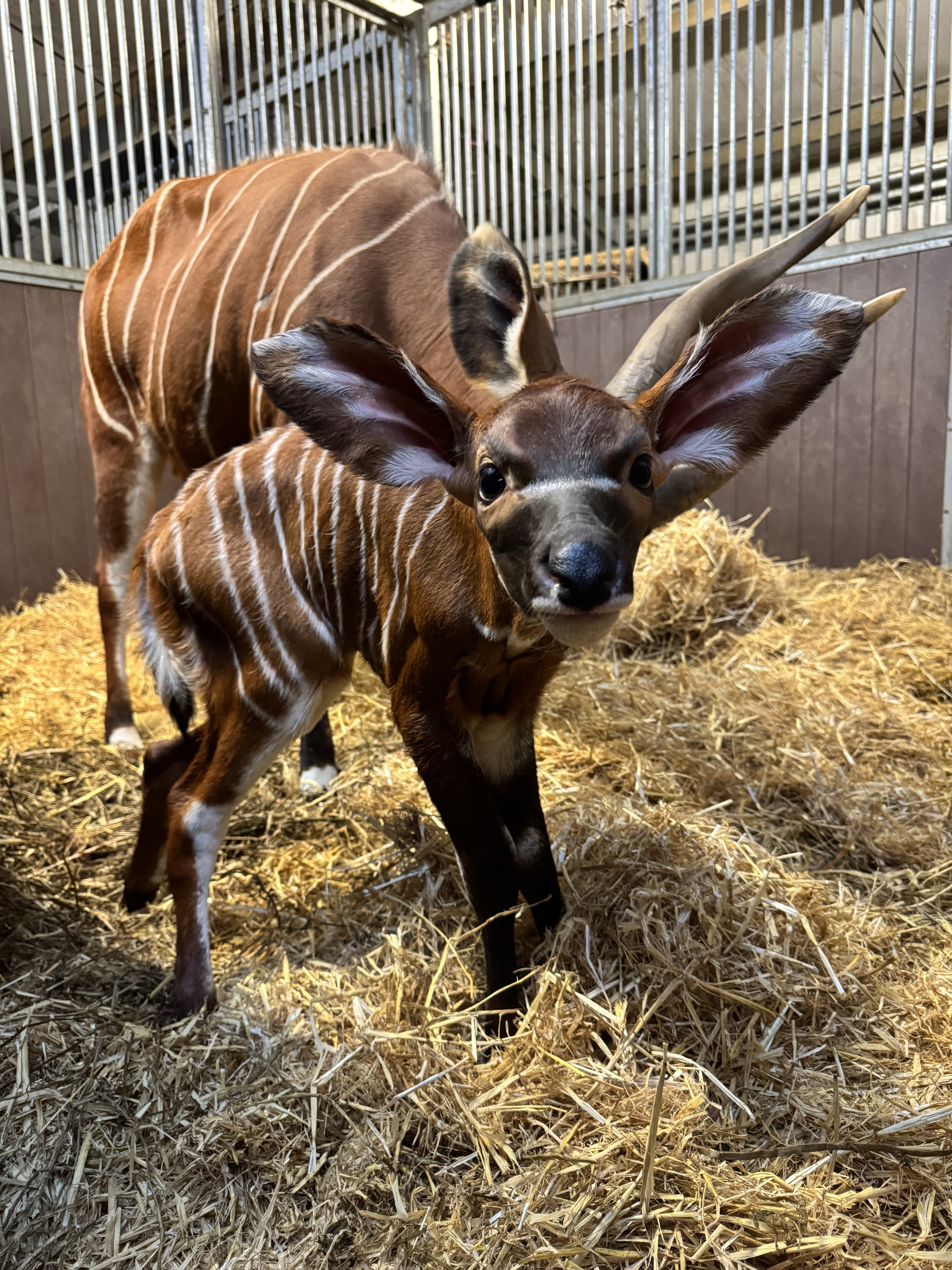 Eastern mountain bongo calf