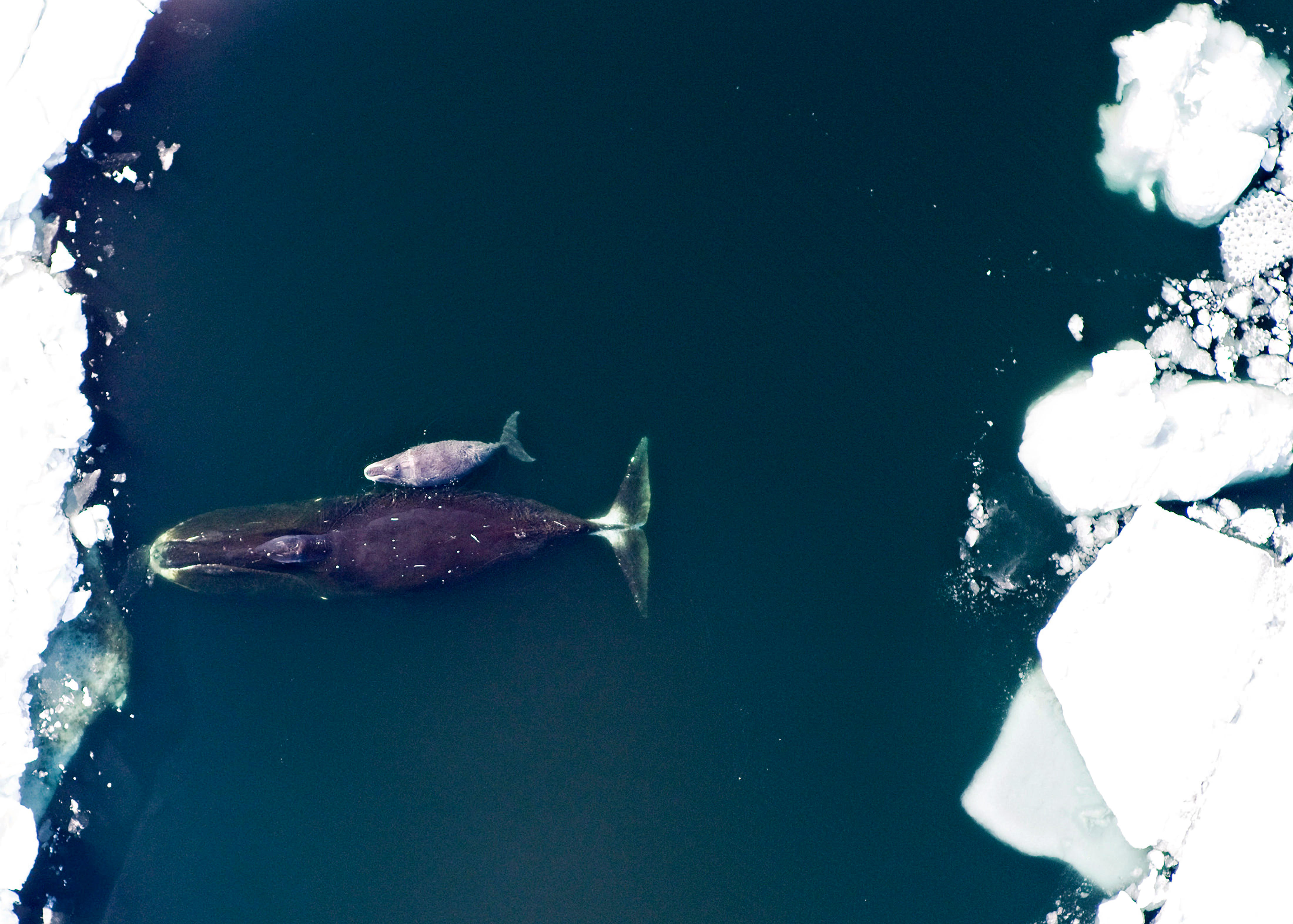 A bowhead whale and a calf in the Arctic Ocean.