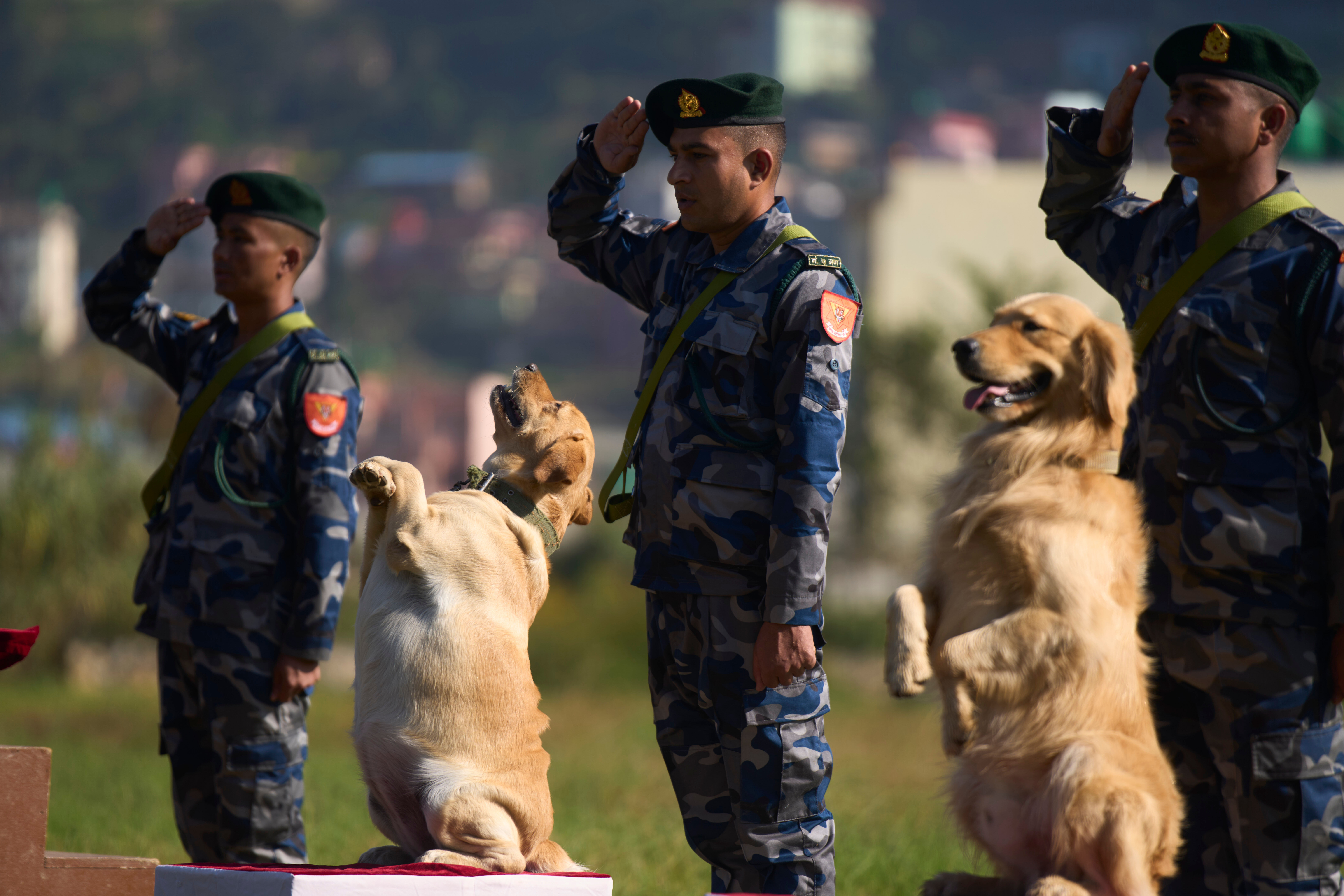 Nepal Dog Festival
