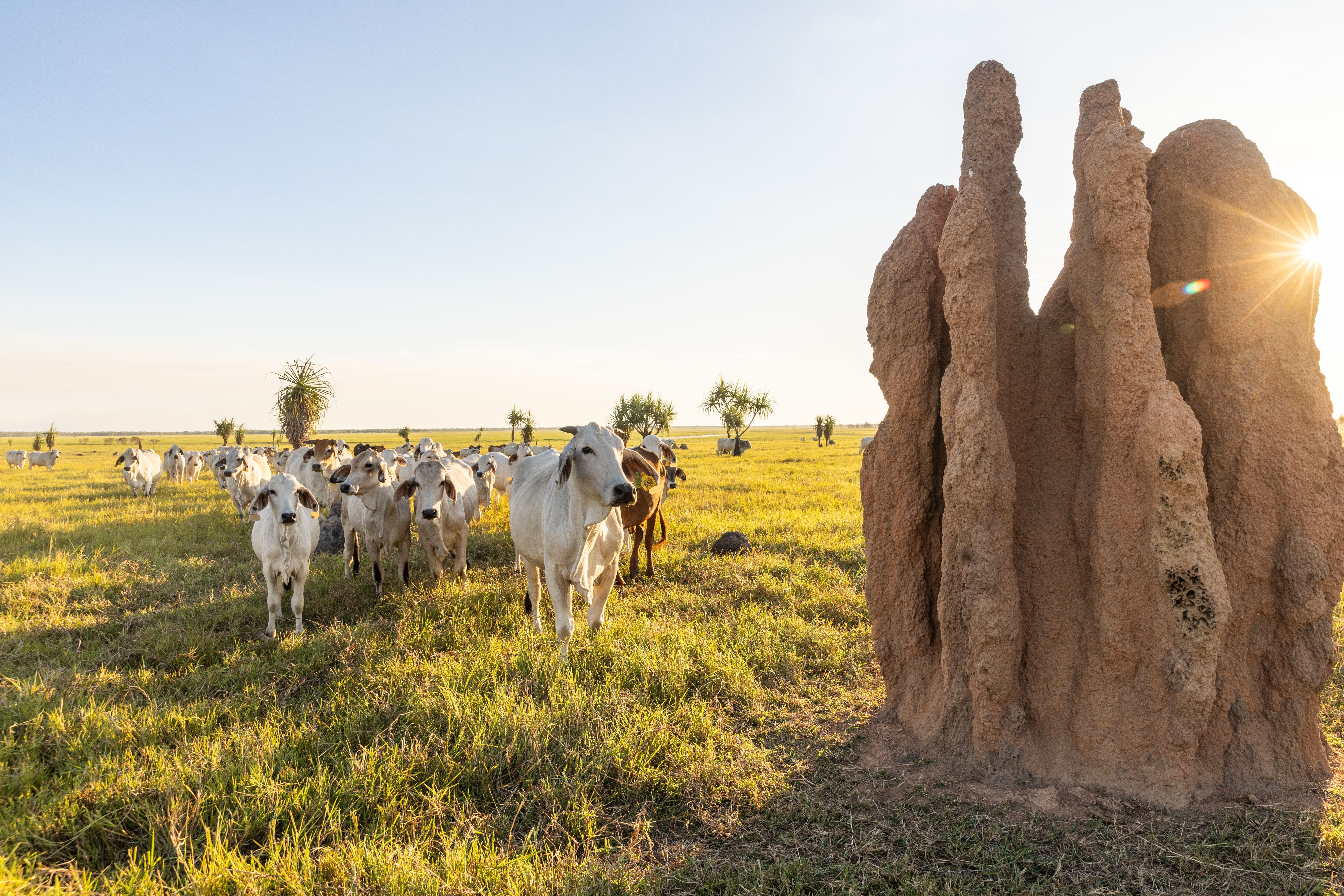 Cattle grazing in a field next to a large termite mound.