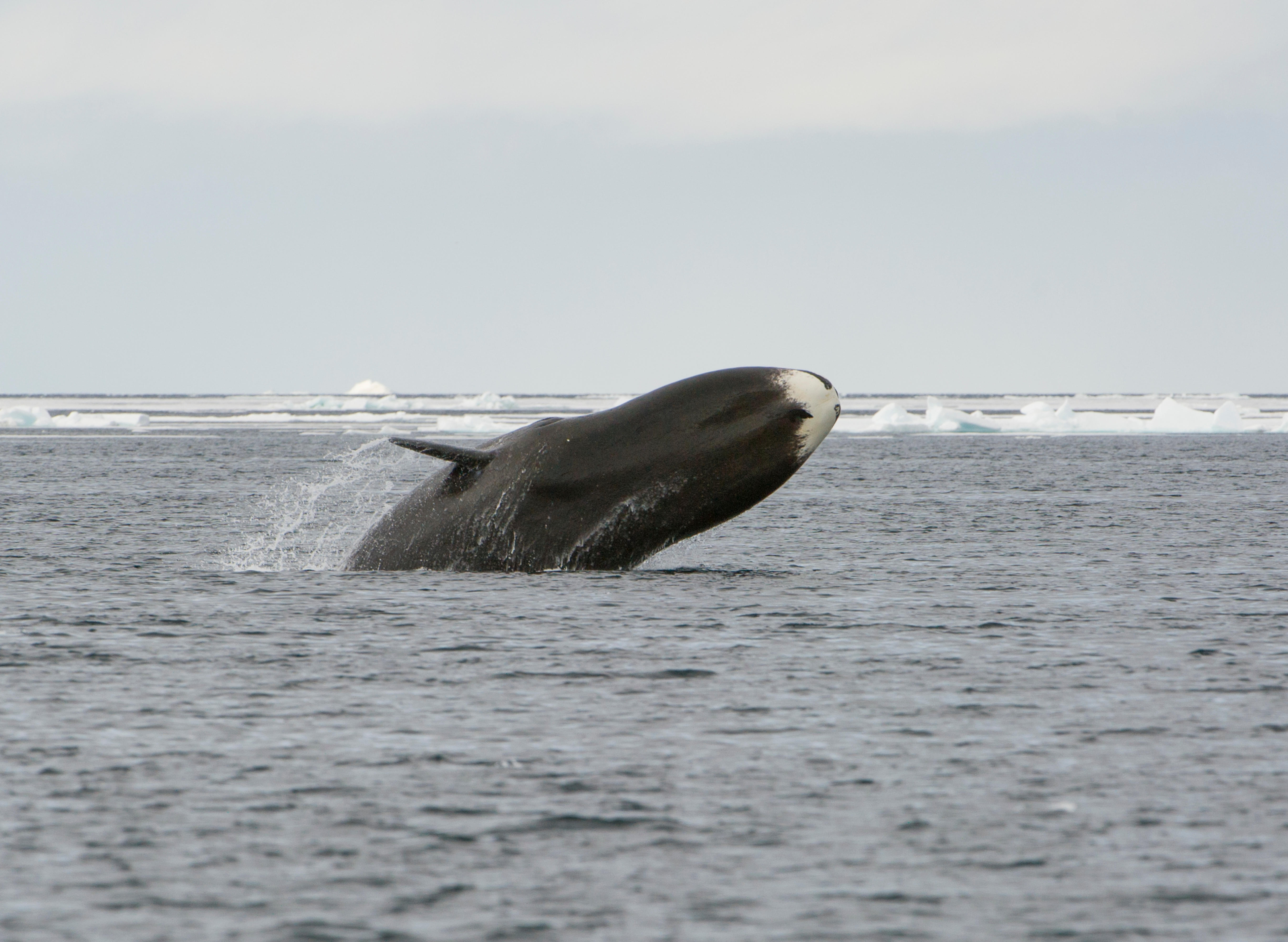 Bowhead whale breaching in the Arctic Ocean, Canada.