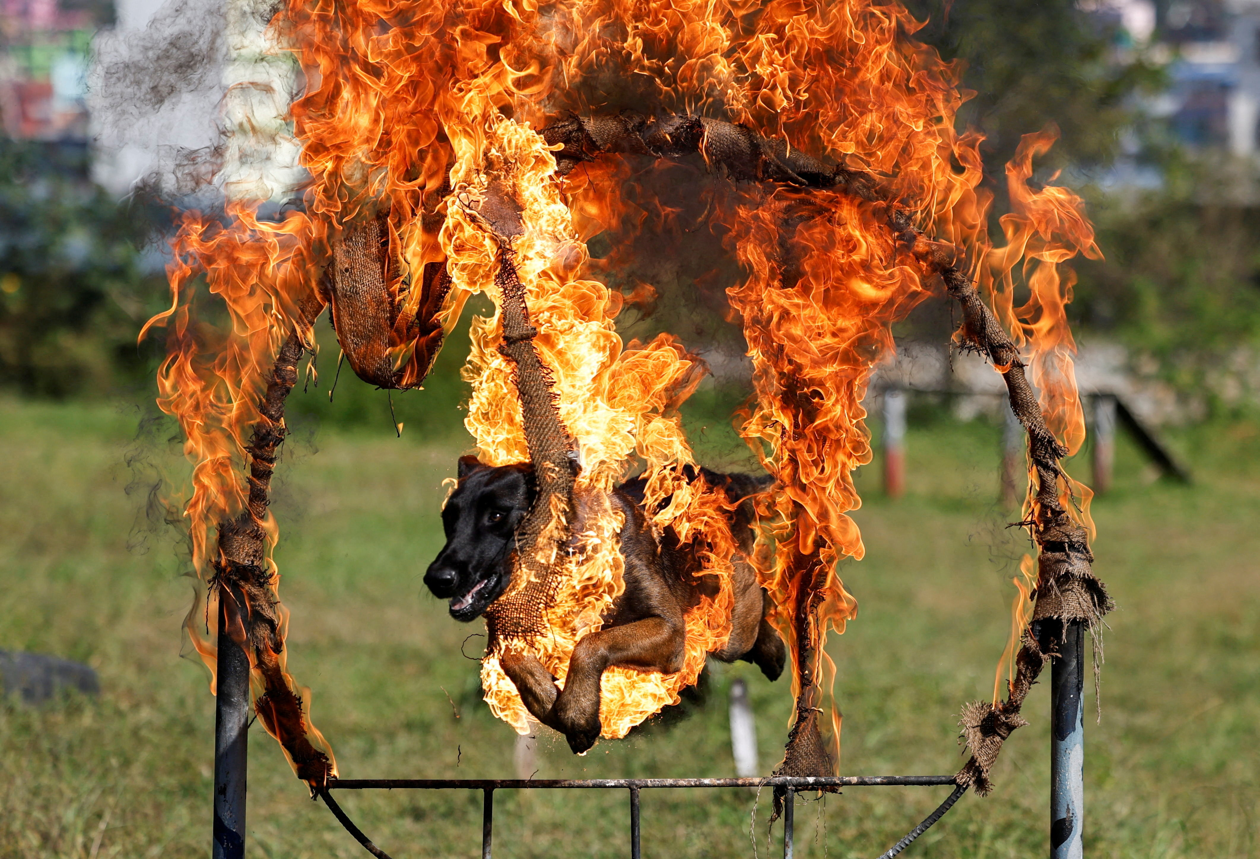 A dog belonging to the Armed Police Force jumps through a ring of fire while performing a trick during Kukur Tihar as part of Tihar, a term used in Nepal for Diwali, in Kathmandu