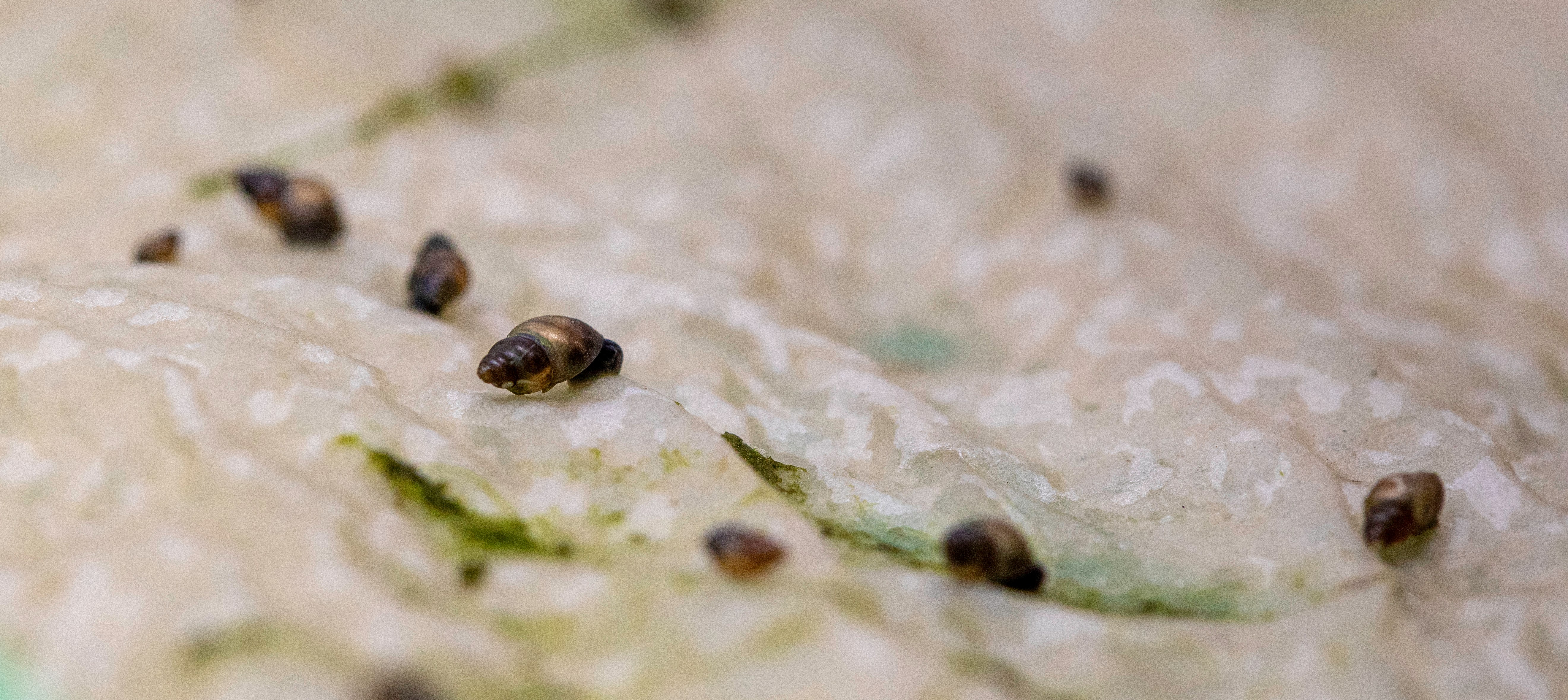 Small, cone-shaped snail shells from the A.R. Waterston collection.