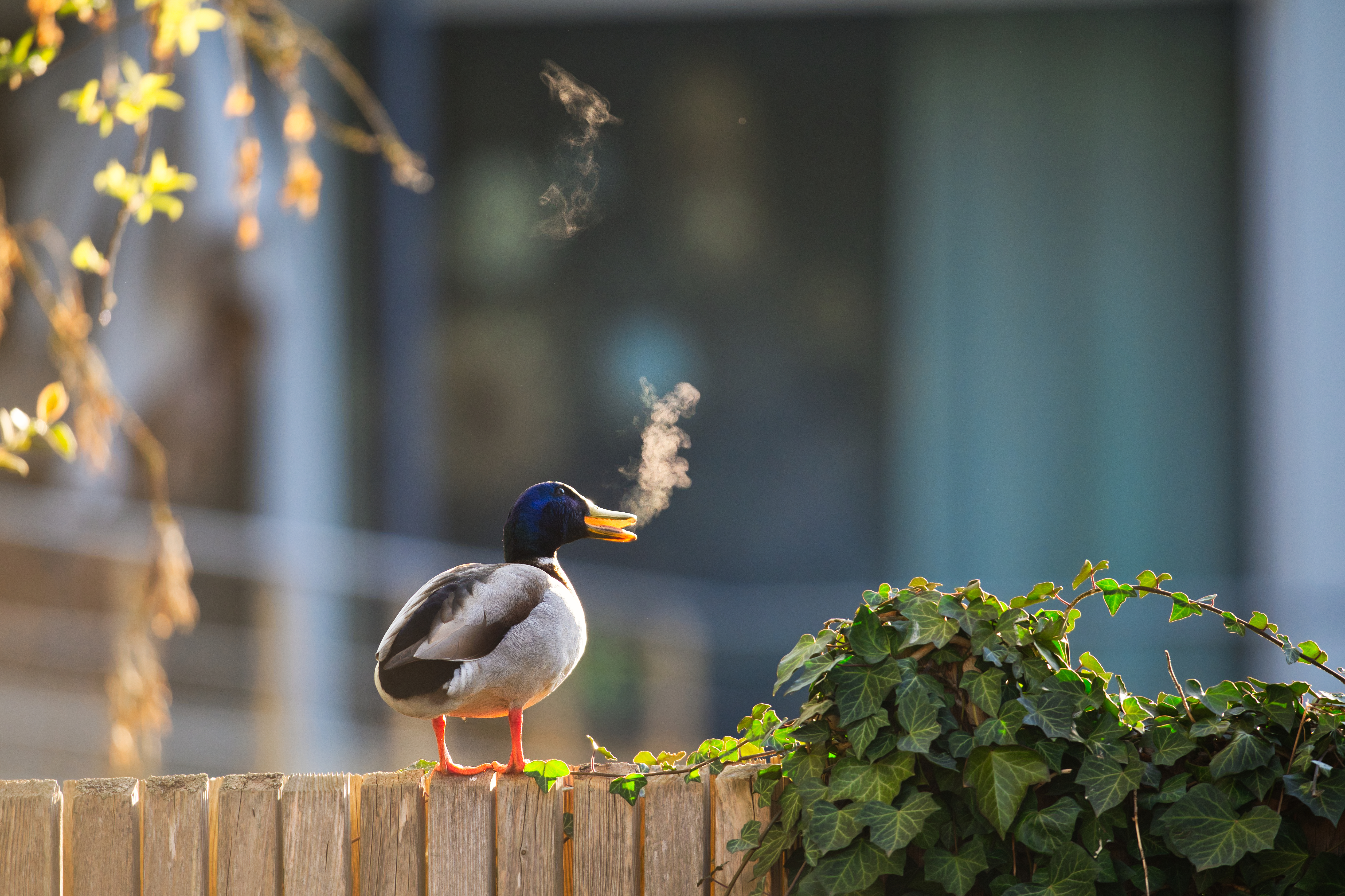 A duck standing on a wooden fence with vapor coming out of its beak, next to an ivy plant.