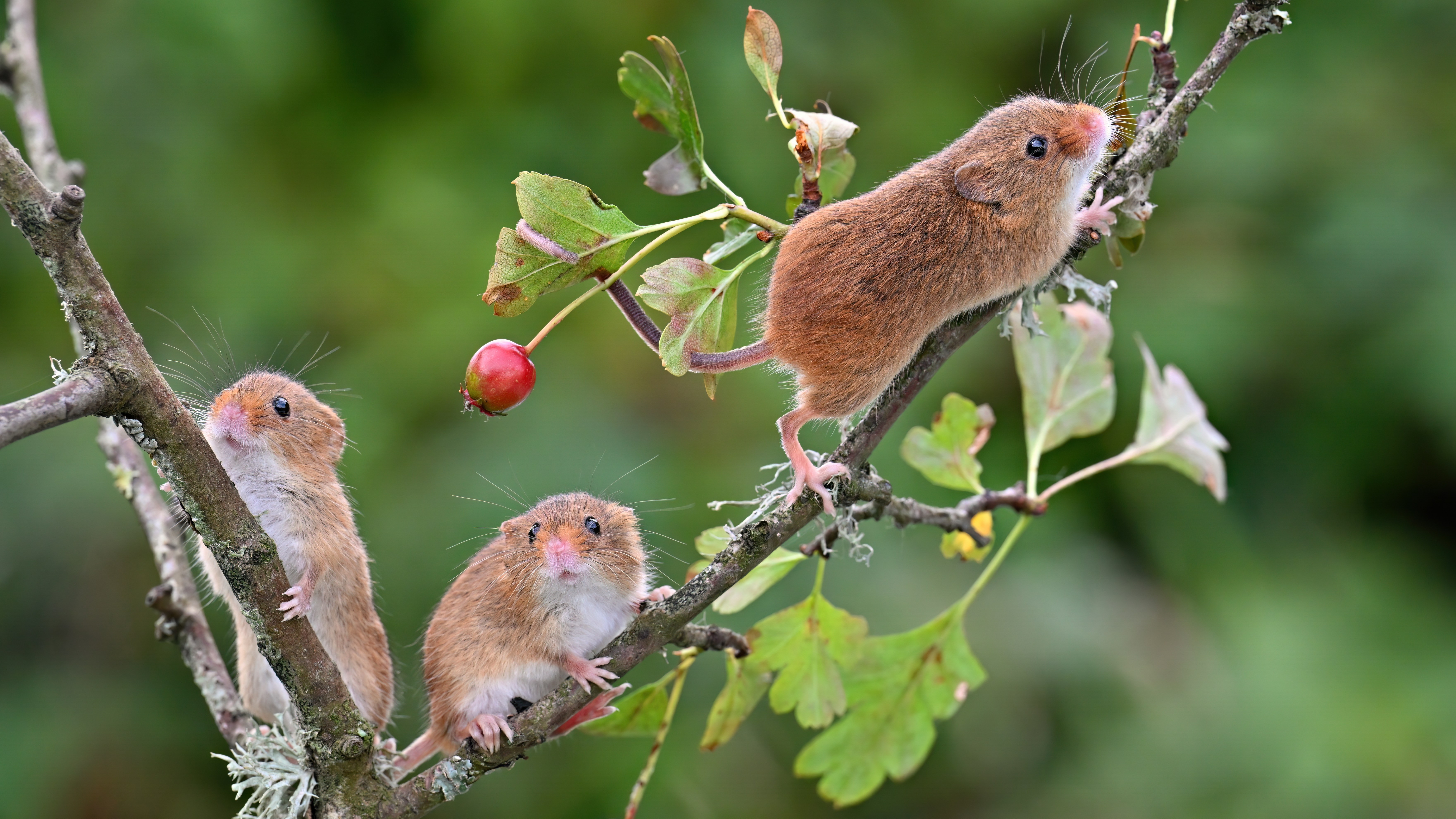 Harvest mice forage on a hawthorn tree — and other news in pictures