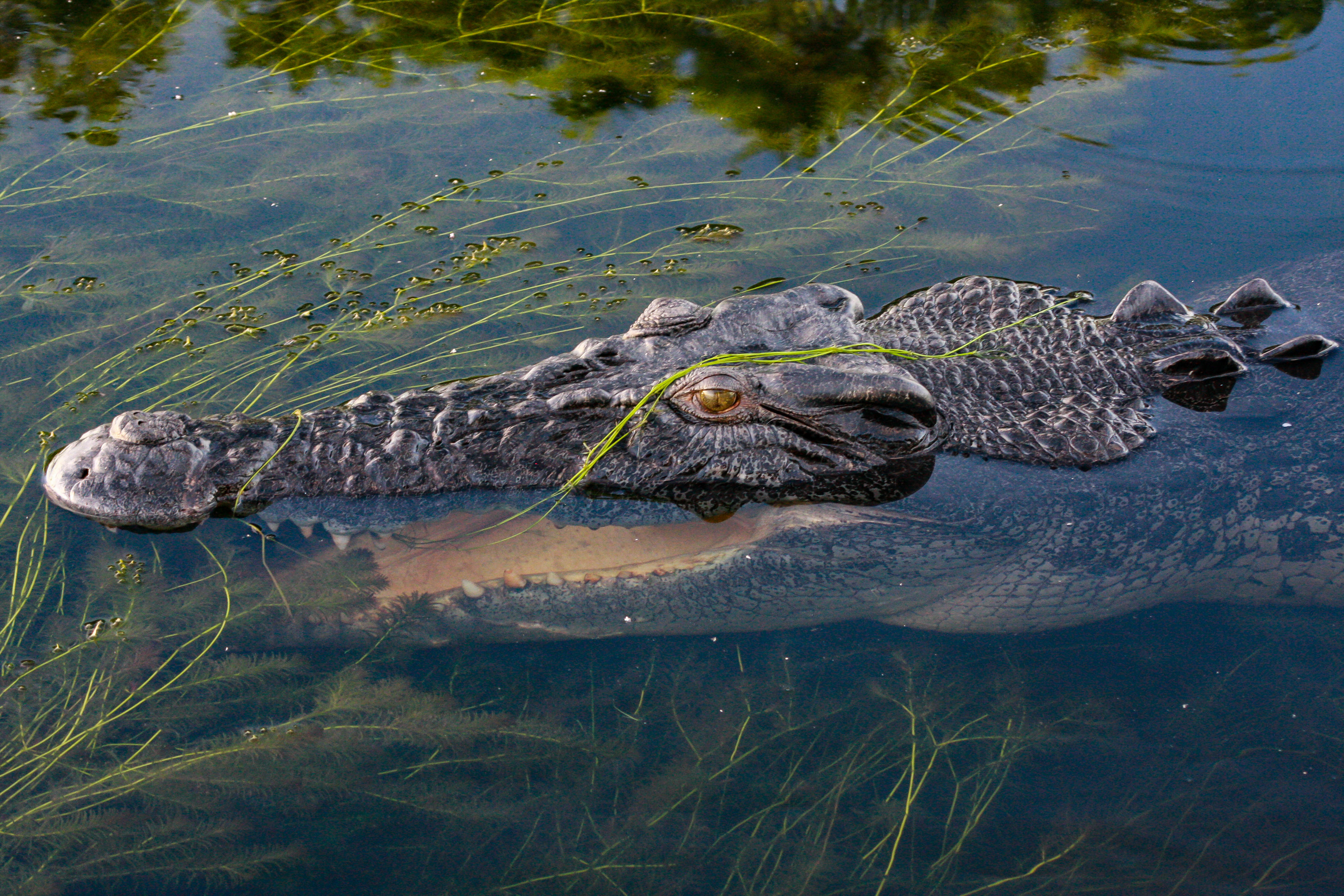 Head of a large Australian saltwater crocodile partially underwater in Northern Territory, Australia.