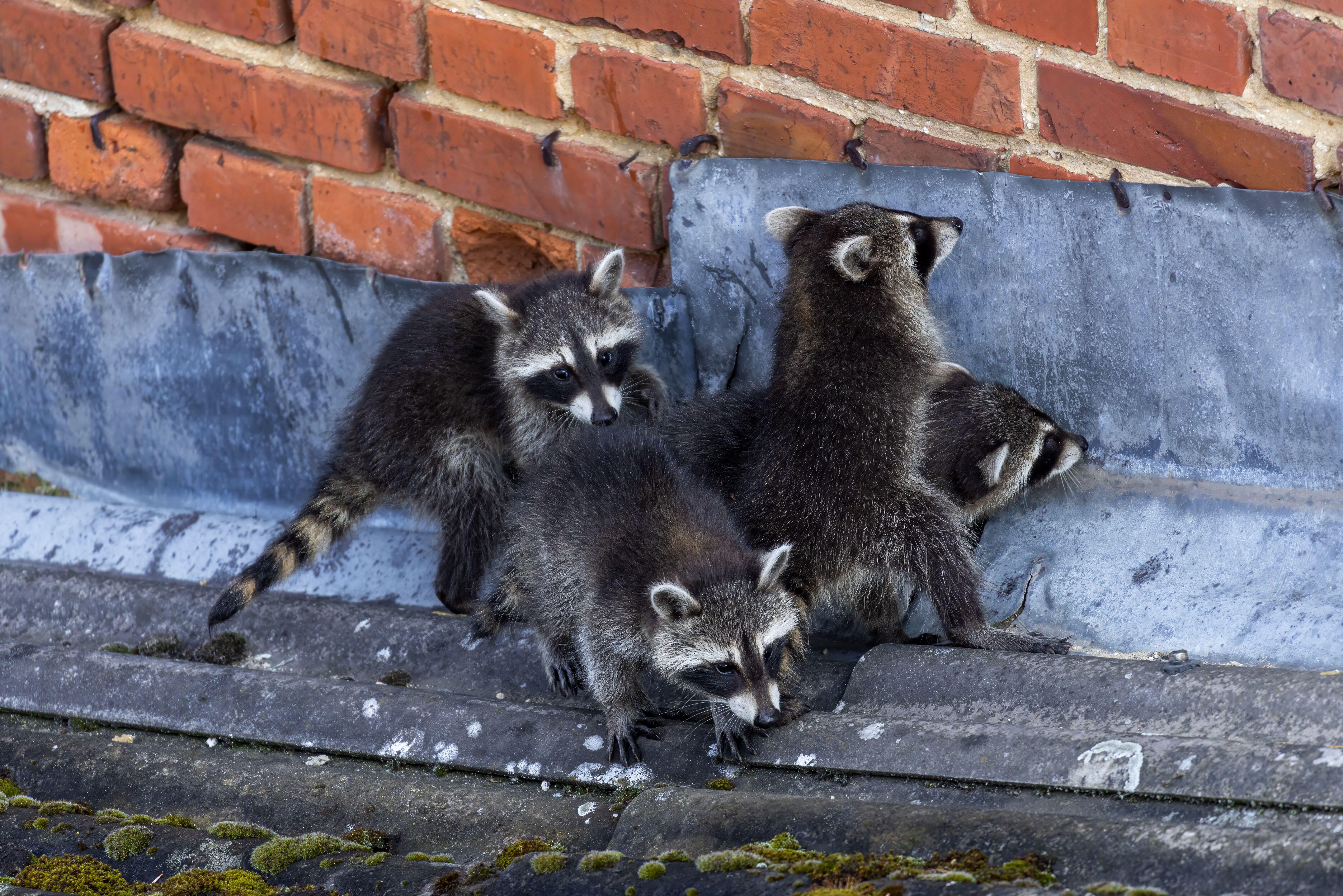 Young raccoons walk on a garage roof in Germany.