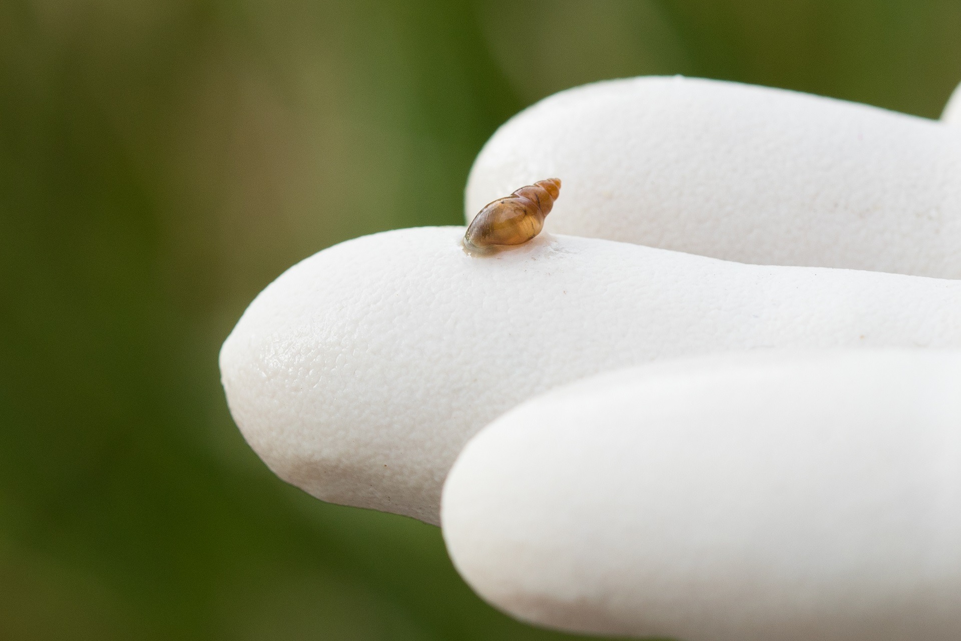 Small, cone-shaped snail on a white gloved finger.